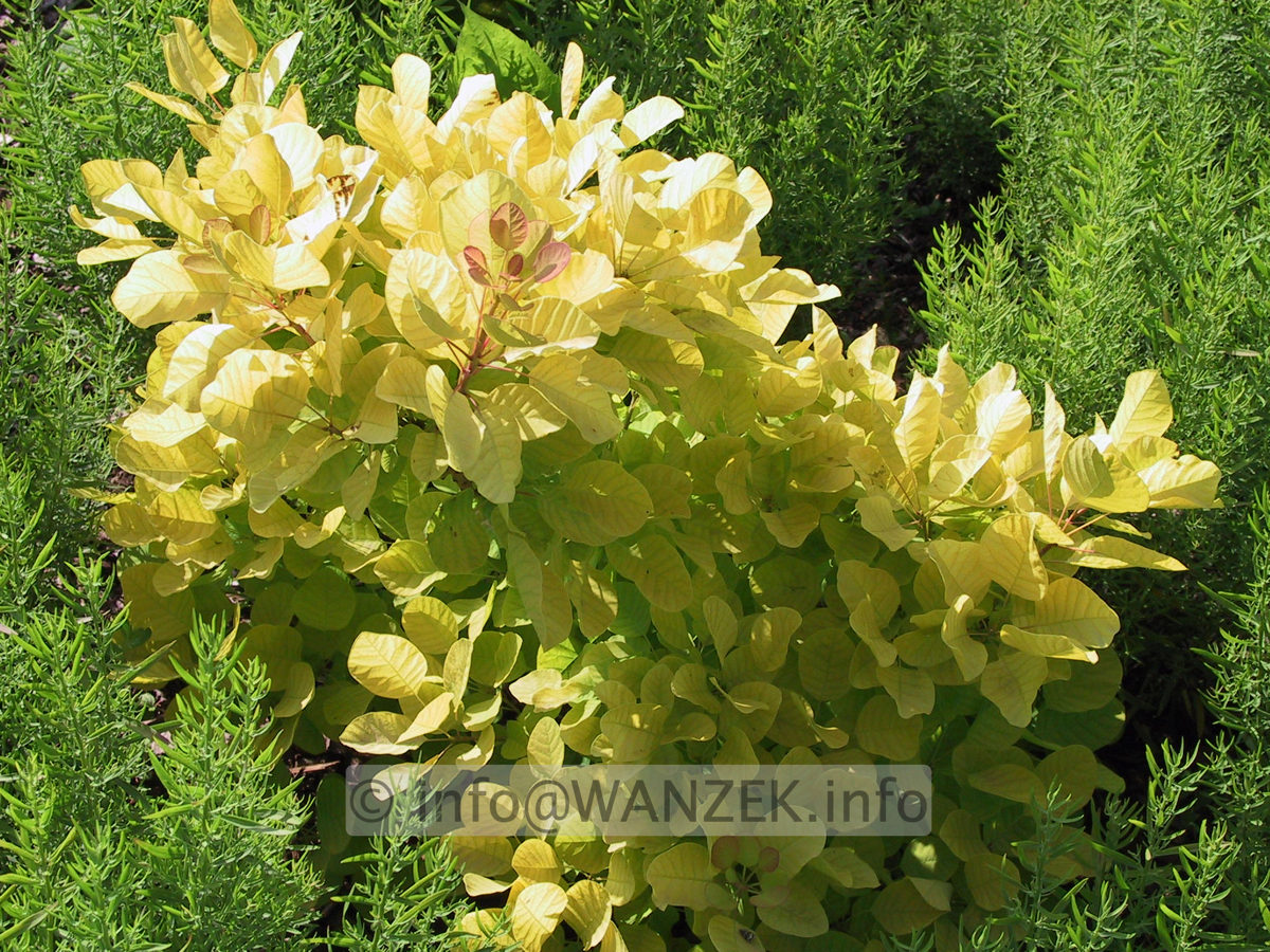 Cotinus coggygria Ancot (Golden Spirit).JPG